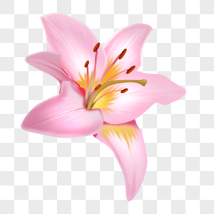粉色花朵手绘百合花朵高清图片