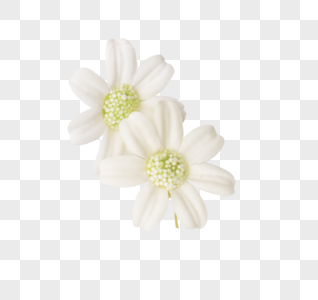 菊花白色植物菊花高清图片