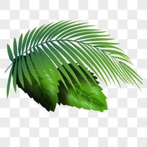 绿色树叶热带元素高清图片