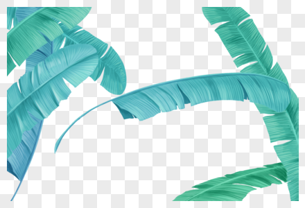 热带植物树叶图片