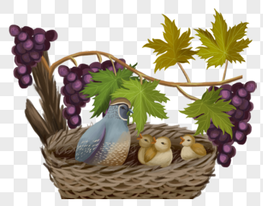 小鸟在葡萄树上图片