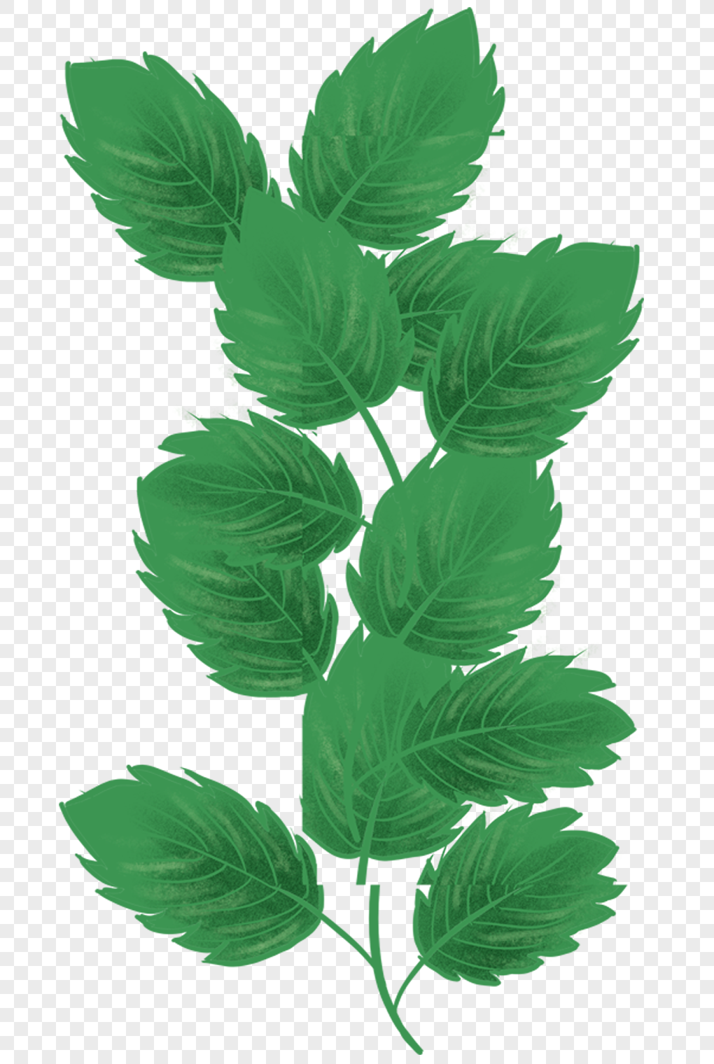 草莓叶子手绘植物图片