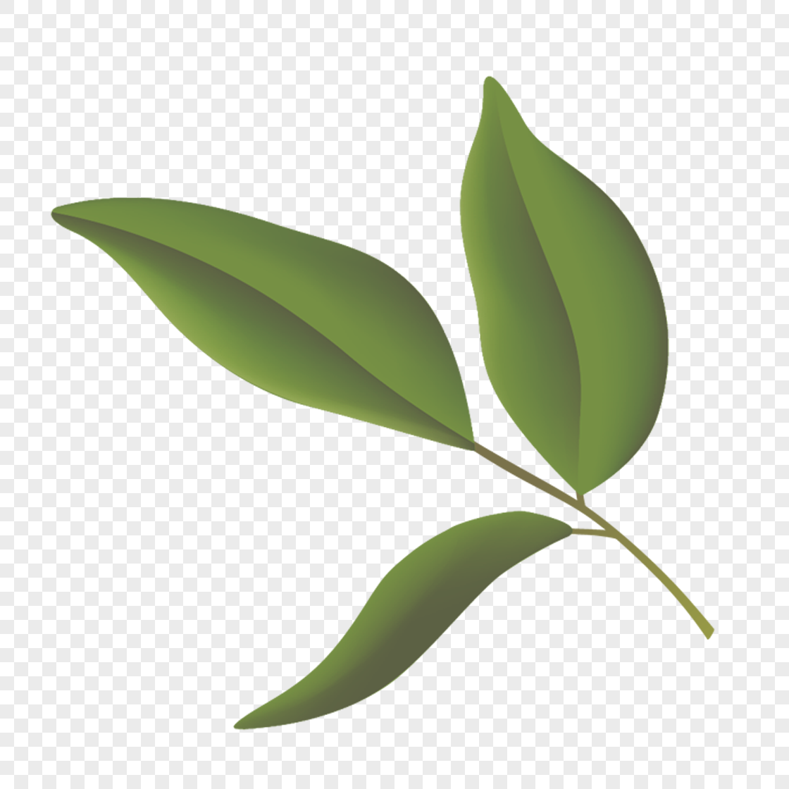 植物叶子素材插画图片