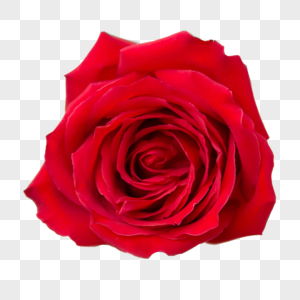 爱情玫瑰花玫红色玫瑰高清图片