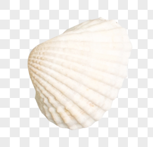 贝壳大白贝壳高清图片