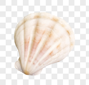 贝壳生物元素高清图片