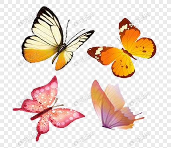 彩色蝴蝶图片