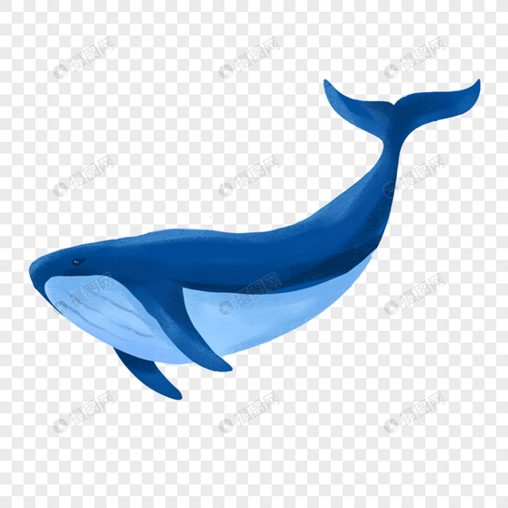 大鲸鱼图片
