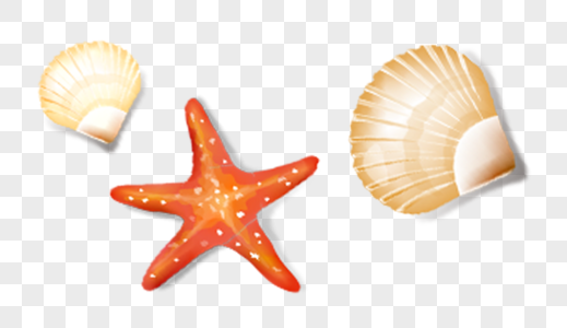 贝壳海星海洋元素高清图片