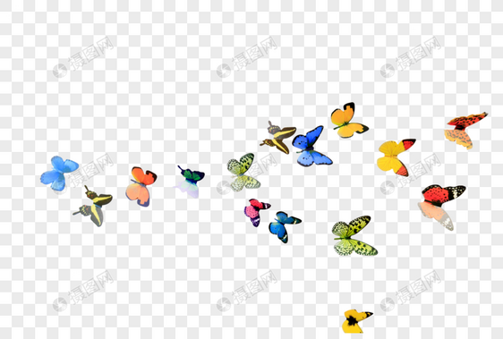 一群飞舞的蝴蝶图片