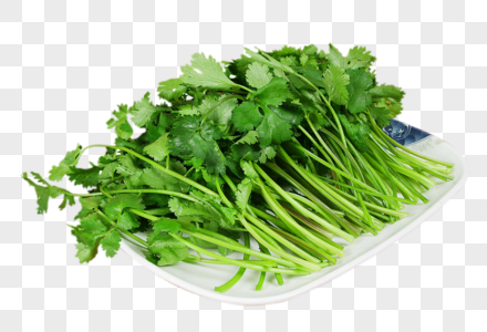 香菜绿色蔬菜香菜束高清图片