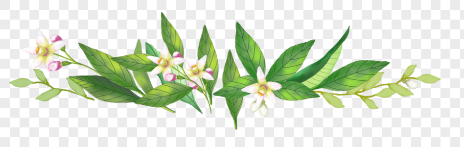 植物花边装饰图片
