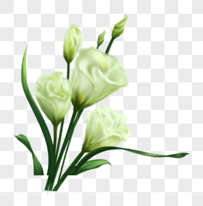 白色植物花卉图片