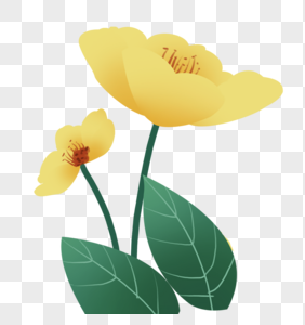 植物黄色花朵图片