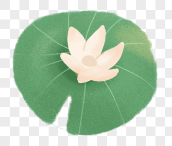 白莲花图片 白莲花素材 白莲花高清图片 摄图网图片下载