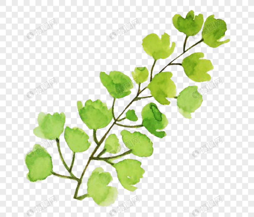 水彩植物元素素材下载 正版素材 摄图网
