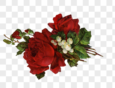 红玫瑰白铃花图片