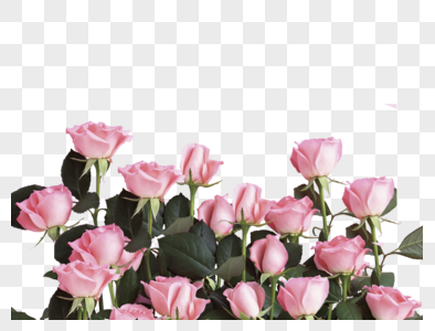 粉色玫瑰鲜花高清图片