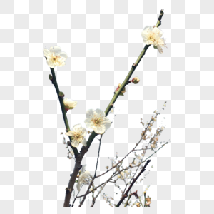梅花中国风花朵树枝高清图片