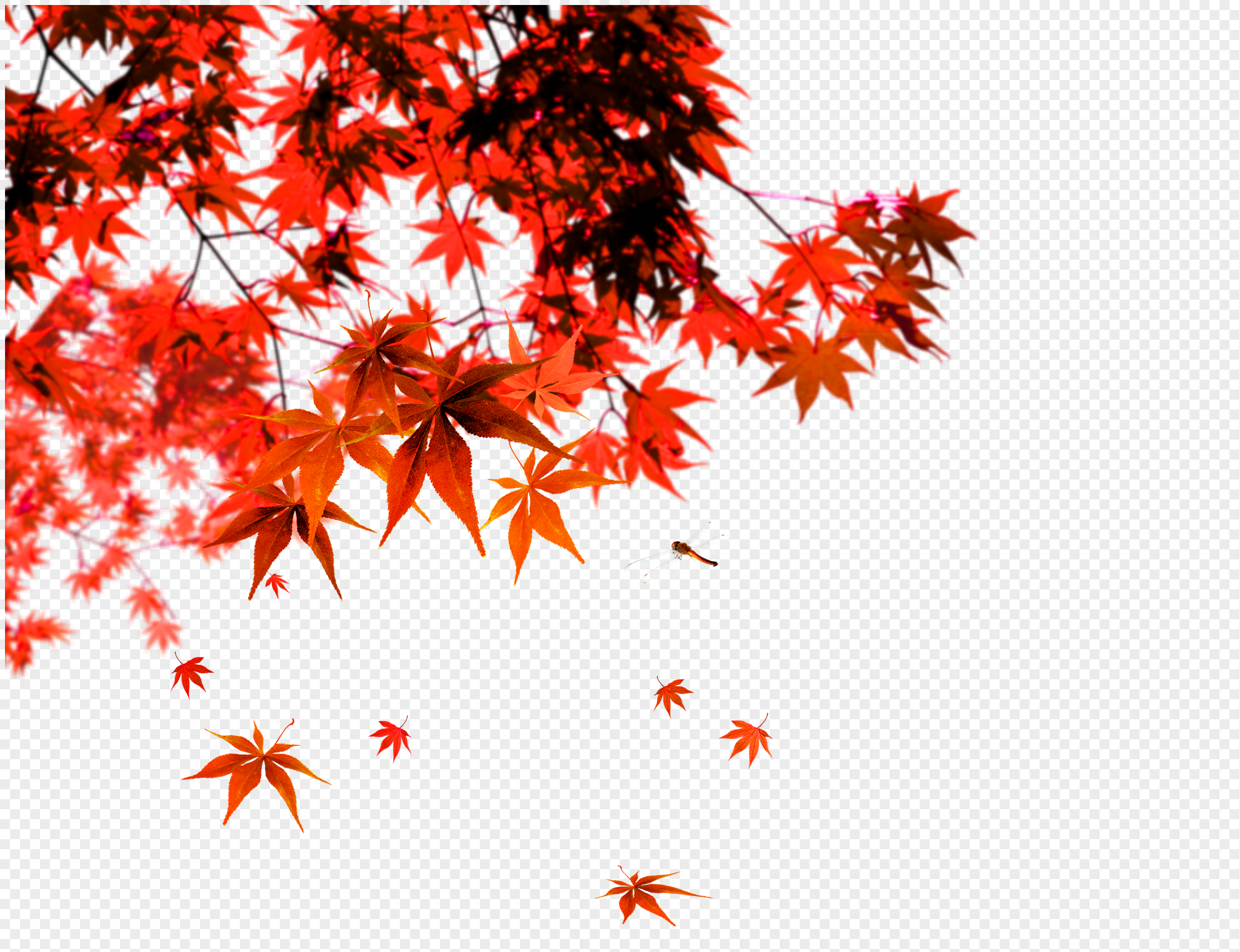 金红枫叶元素素材下载-正版素材400370640-摄图网