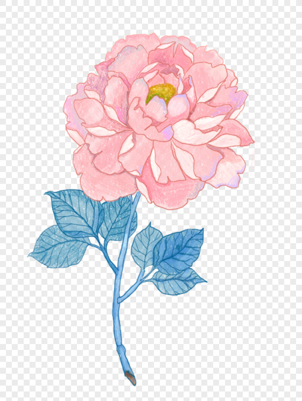 手绘粉色月季花