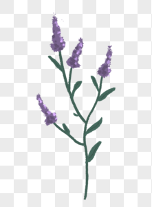 紫色花卉植物图片