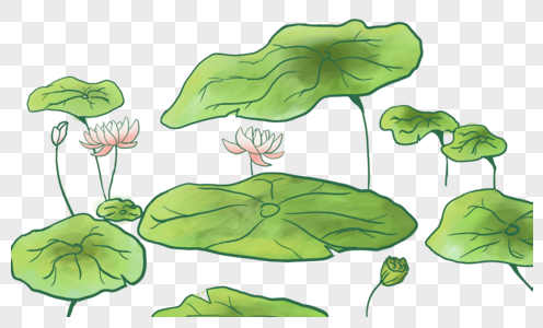 圆形荷叶插画图片