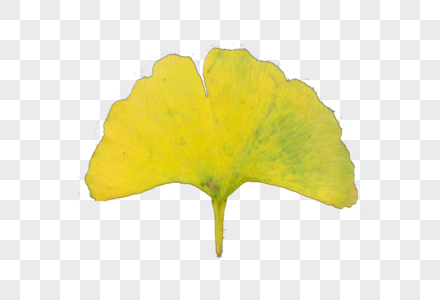一片树叶图片 一片树叶素材 一片树叶高清图片 摄图网图片下载