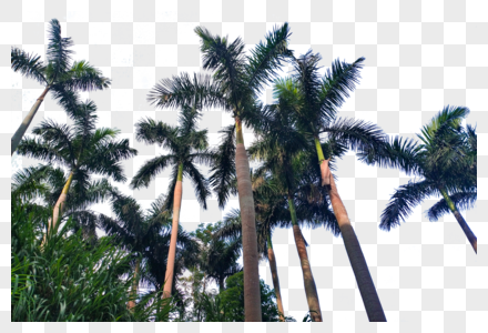 夏日椰子树叶沙滩海滩图片