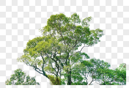 立面树绿色树木植物图片