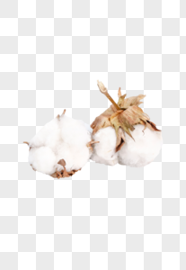 棉花植物花朵服装材质图片