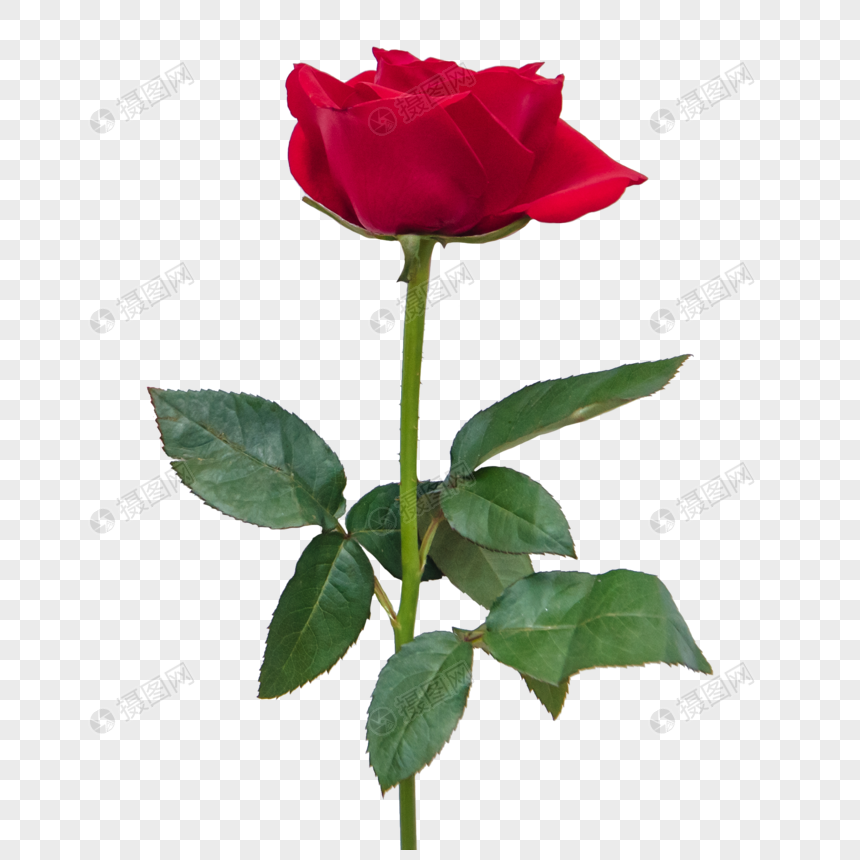一支玫瑰花元素素材下载 正版素材 摄图网