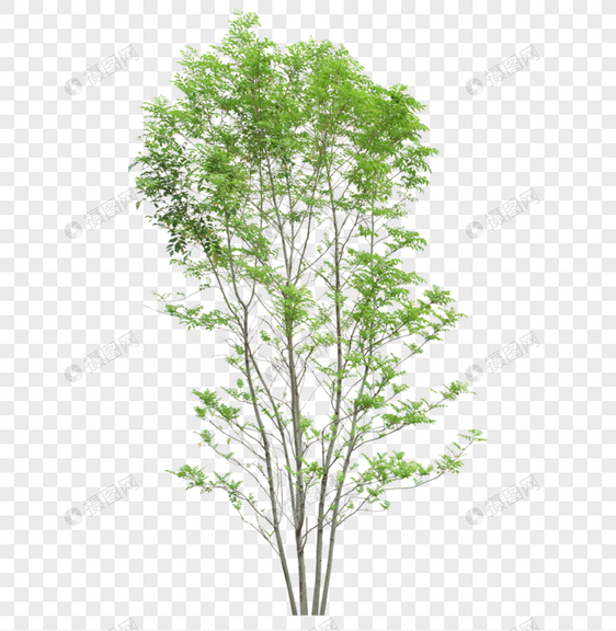 立面树稀疏树叶植物素材