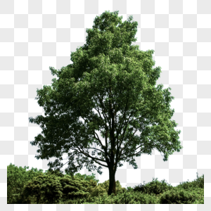 树自然松树支高清图片