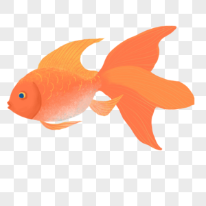 金鱼手绘动物金鱼高清图片