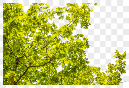 一颗菩提绿树高清图片
