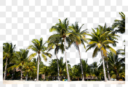 椰子树叶海椰子树高清图片