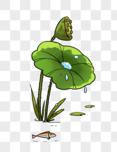 荷叶上的水珠图片素材