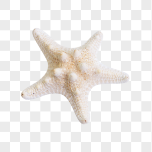 海星贝壳背景高清图片