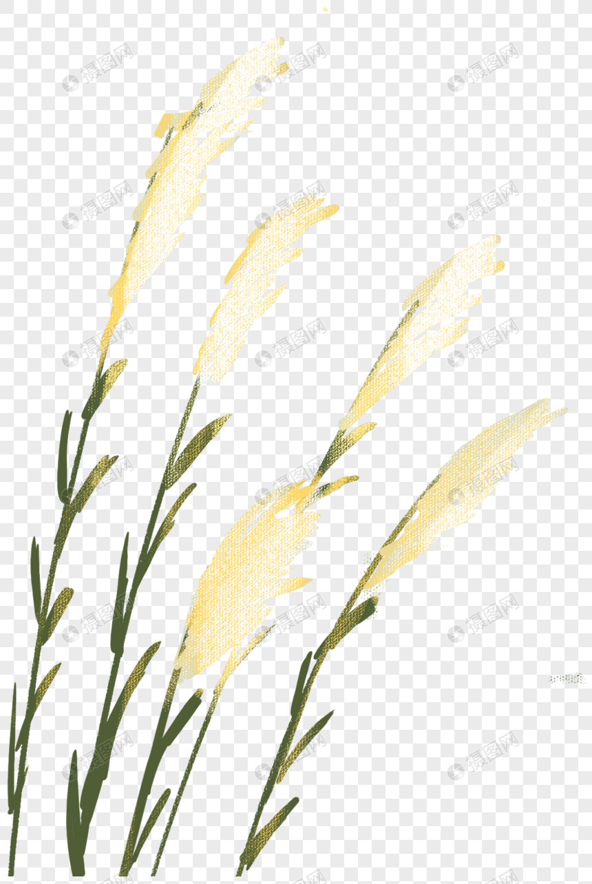 芦苇