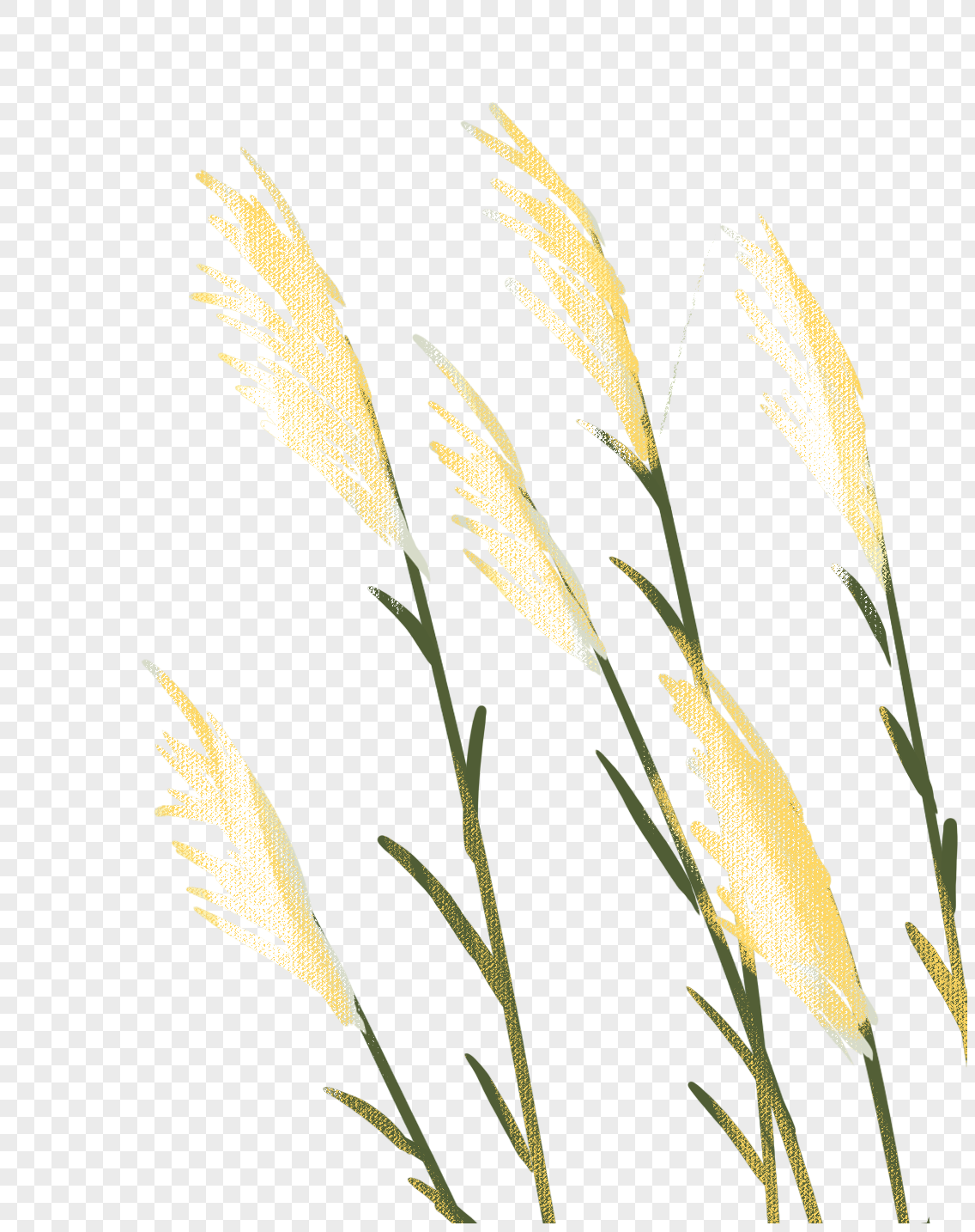 芦苇绿植手绘高清图片素材