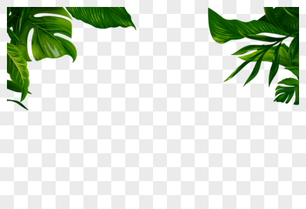 芭蕉树叶绿色图片