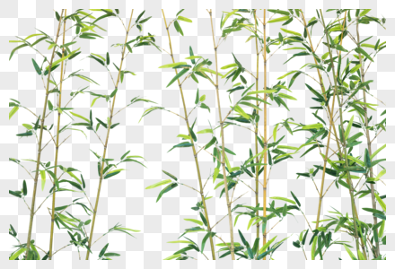 绿色竹叶图片