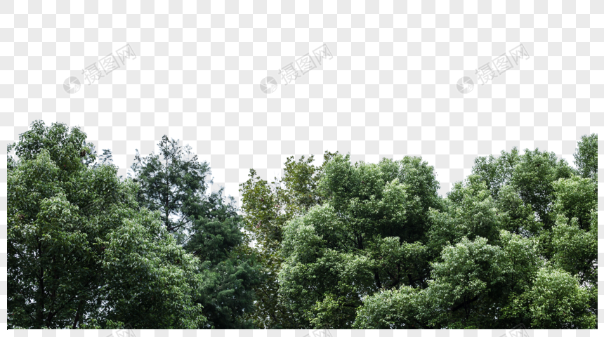 树林绿意风景图片