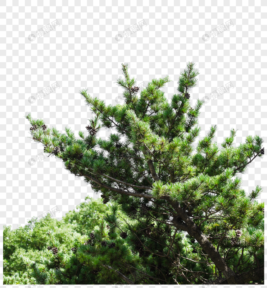 松树松叶蓝天白云自然风景元素素材下载 正版素材 摄图网