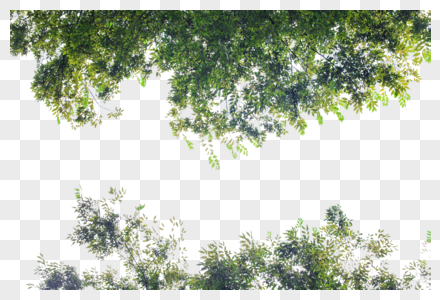 树林树叶自然风光高清图片