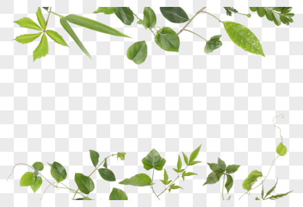 绿色热带植物树叶图片