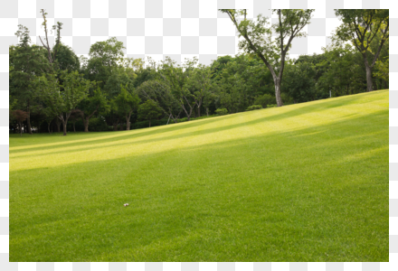 草坪下垂的草皮高清图片