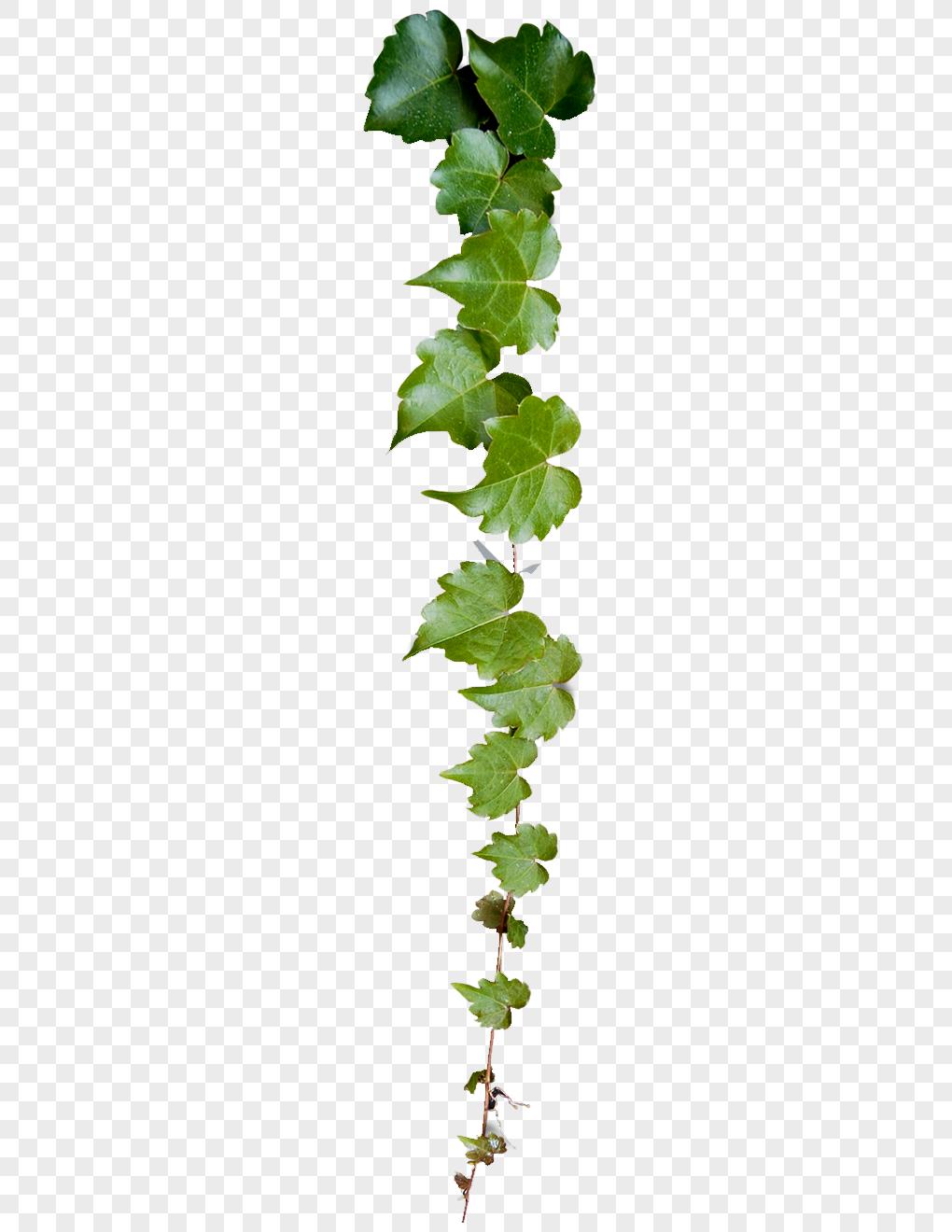 藤蔓元素素材png格式_设计素材免费下载_vrf高清图片400737147_摄图网