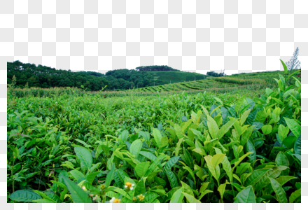 清新绿色茶树图片